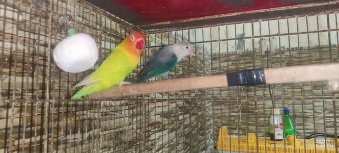 love bird