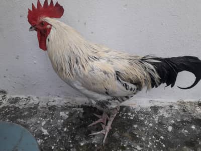 Ghar ka Pala Hua White Murga