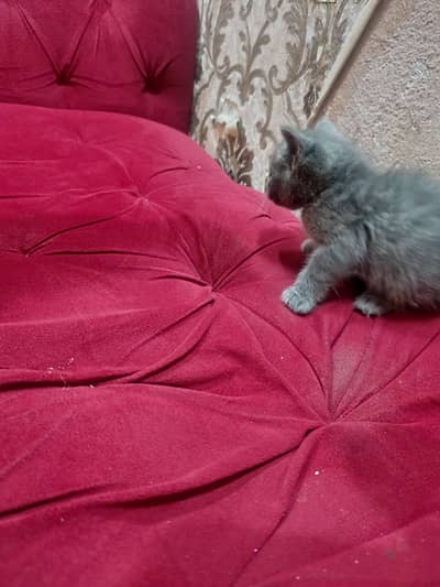 beutiful purcians kittens for sale
