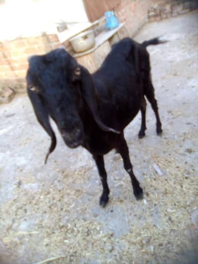beetle bakri for sale 0301_5227413