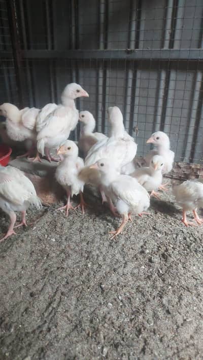 Hera aseel chick's for sale