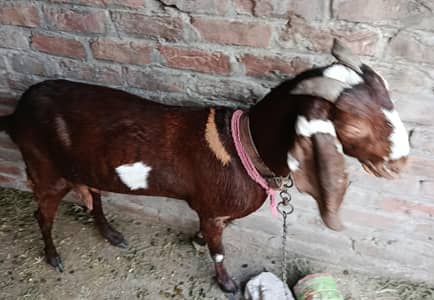 ghaban bakri