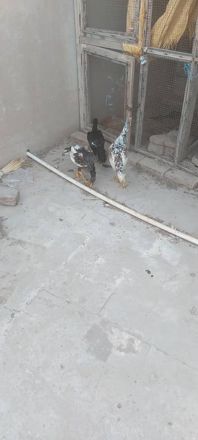 Fore sale 1 male 2 female for sale Pure Aseel young