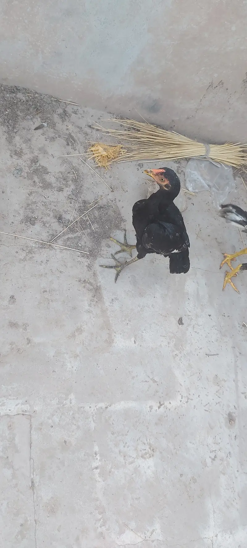 Fore sale 1 male 2 female for sale Pure Aseel young — photo 2