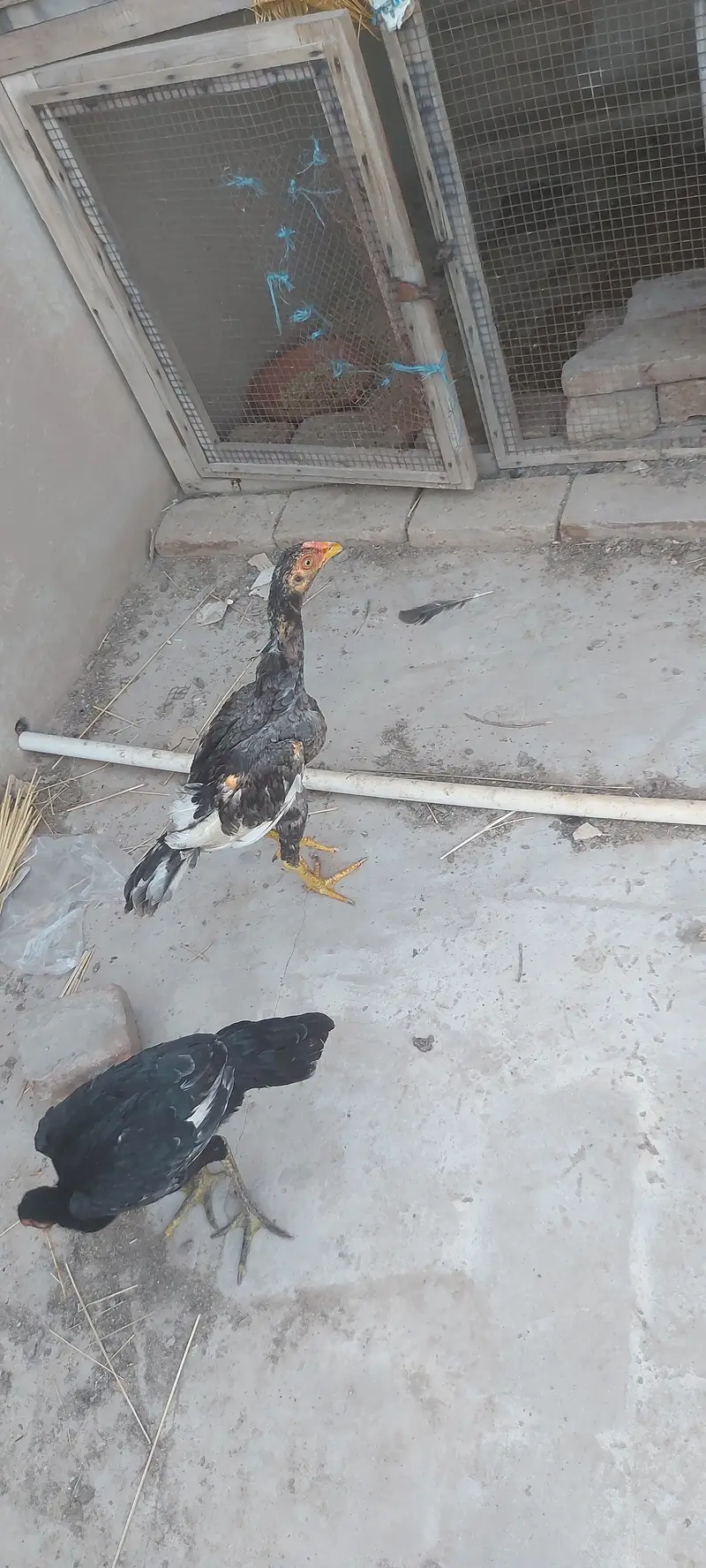 Fore sale 1 male 2 female for sale Pure Aseel young — photo 3