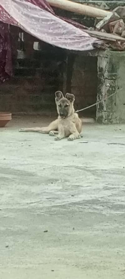 female dog