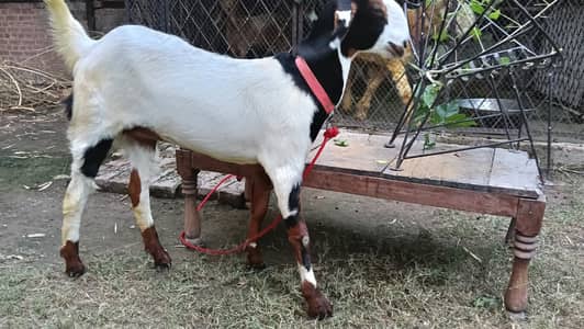 DESI BAKRI PATH KHEERE
