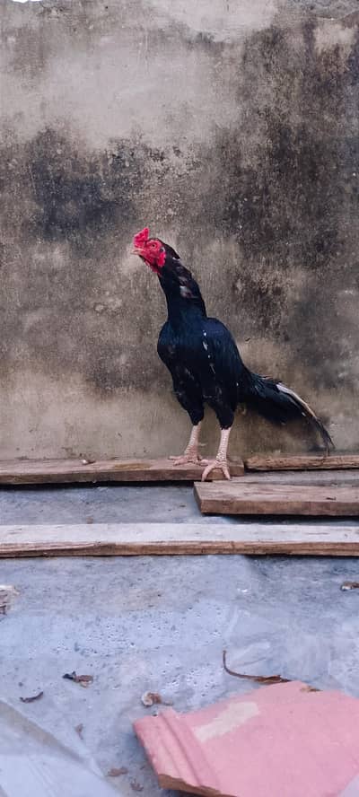 ASEEL LASANI TOPLA QUALITY BIRD