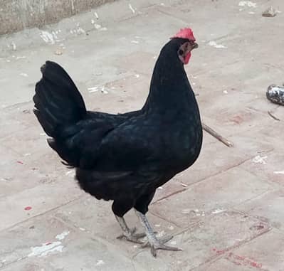 Asterloap Hen female & Misri male