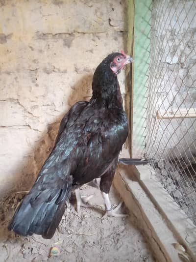 Mushki lasani Madi Forsale