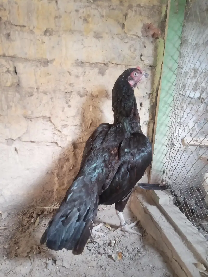 Mushki lasani Madi Forsale — photo 2