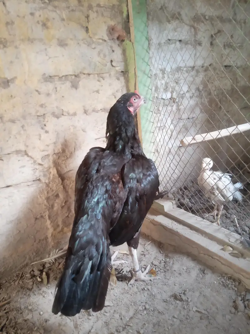Mushki lasani Madi Forsale — photo 3