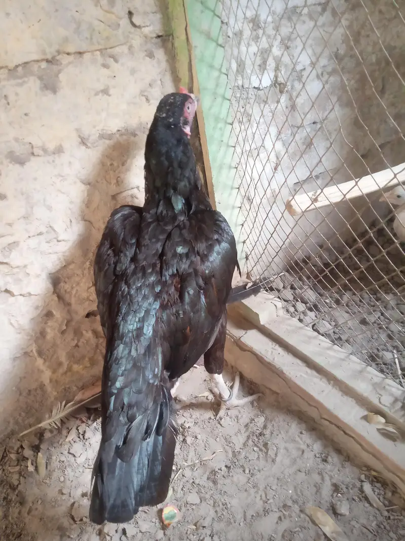 Mushki lasani Madi Forsale — photo 4