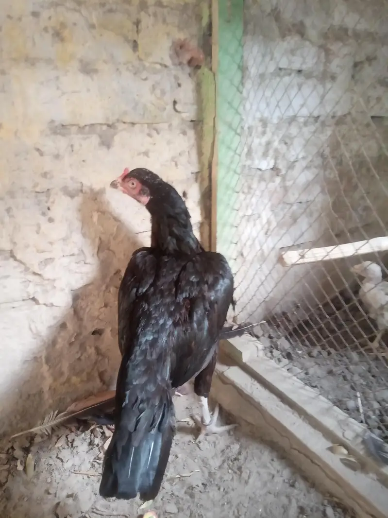 Mushki lasani Madi Forsale — photo 6