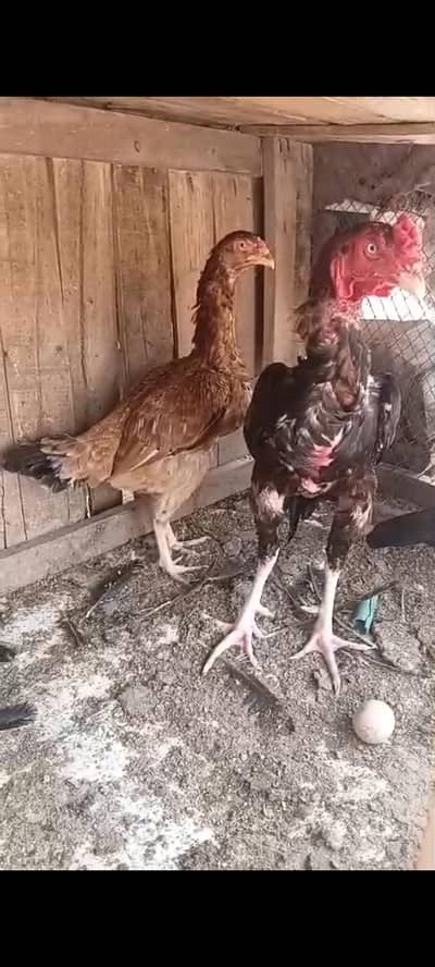 Pakistani top blood line