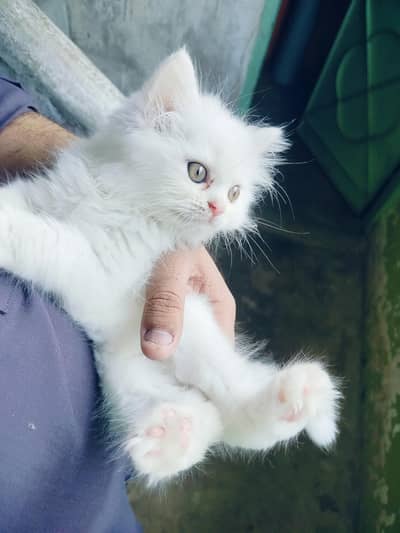 Persian cat triple cottage