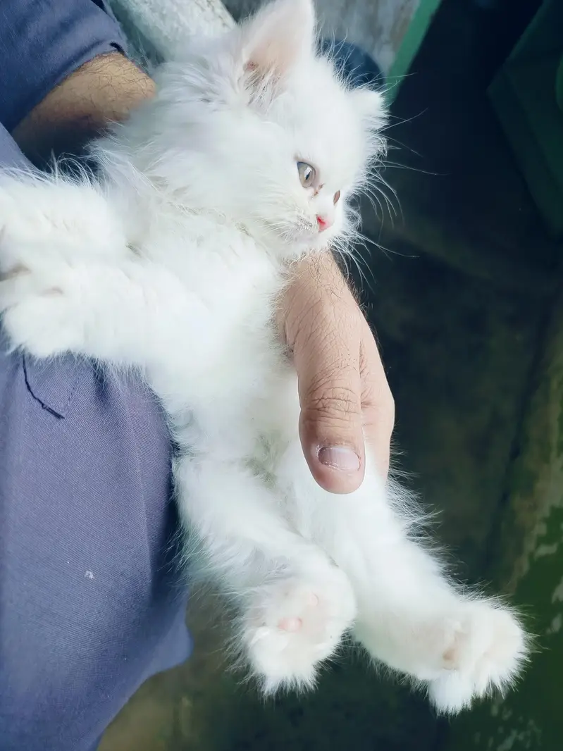 Persian cat triple cottage — photo 2