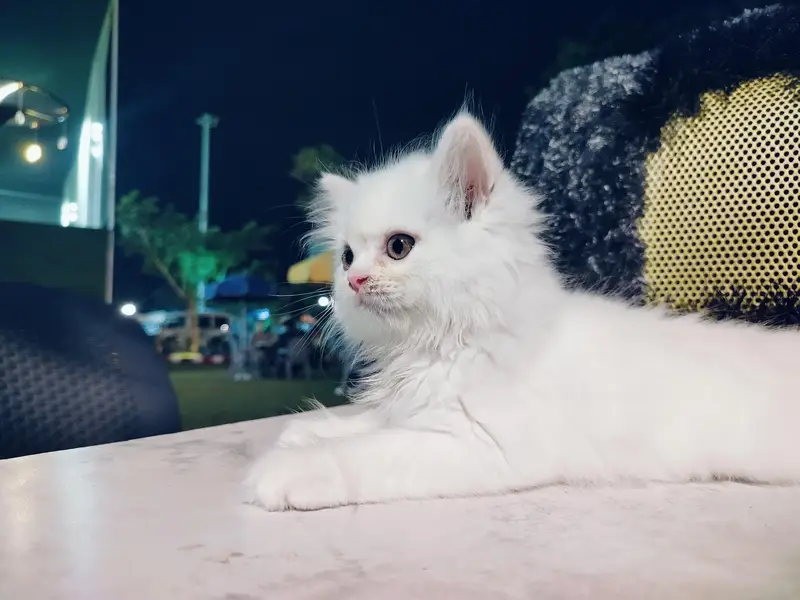 Persian cat triple cottage — photo 3