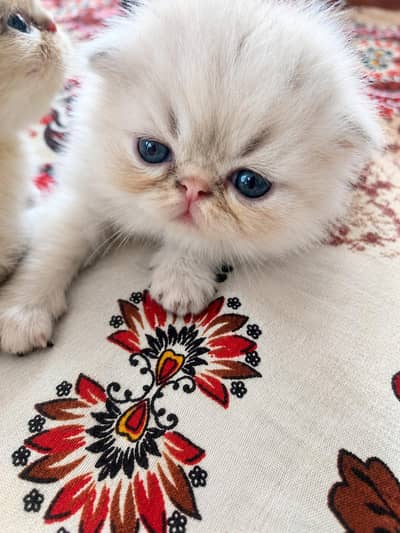 Persian cats for sale in 15 k each please contect at   03128573521