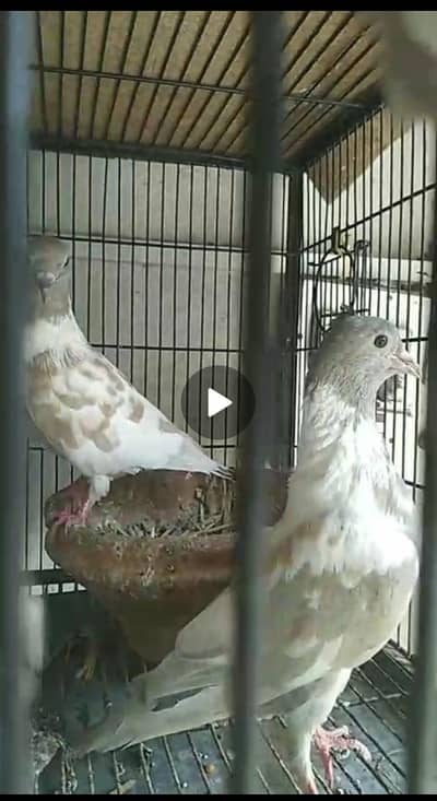 فینسی کبوتر برائے فروخت