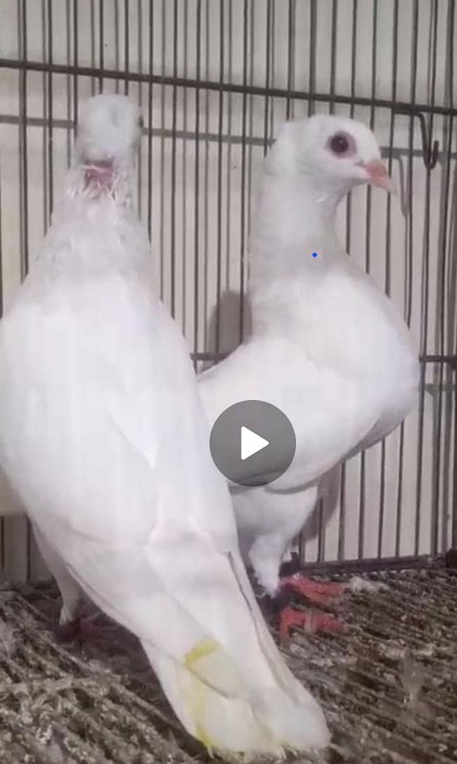 فینسی کبوتر برائے فروخت 3