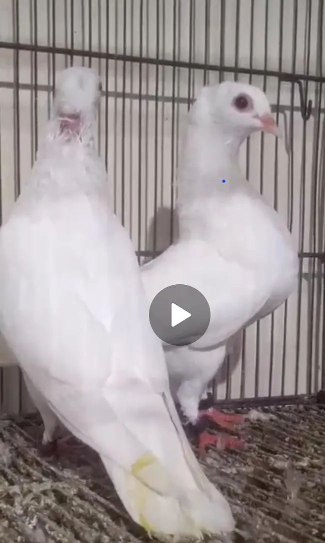 فینسی کبوتر برائے فروخت — photo 8