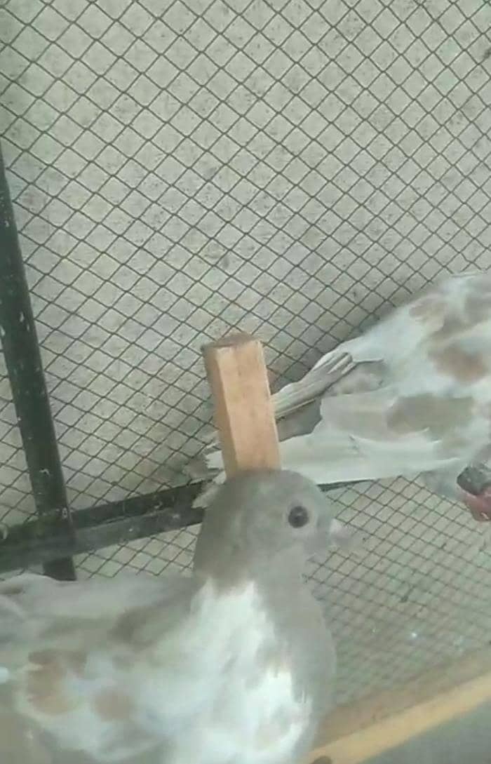فینسی کبوتر برائے فروخت 4