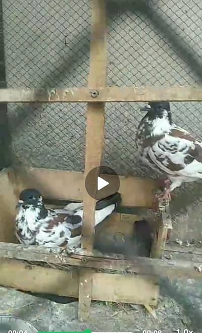 فینسی کبوتر برائے فروخت