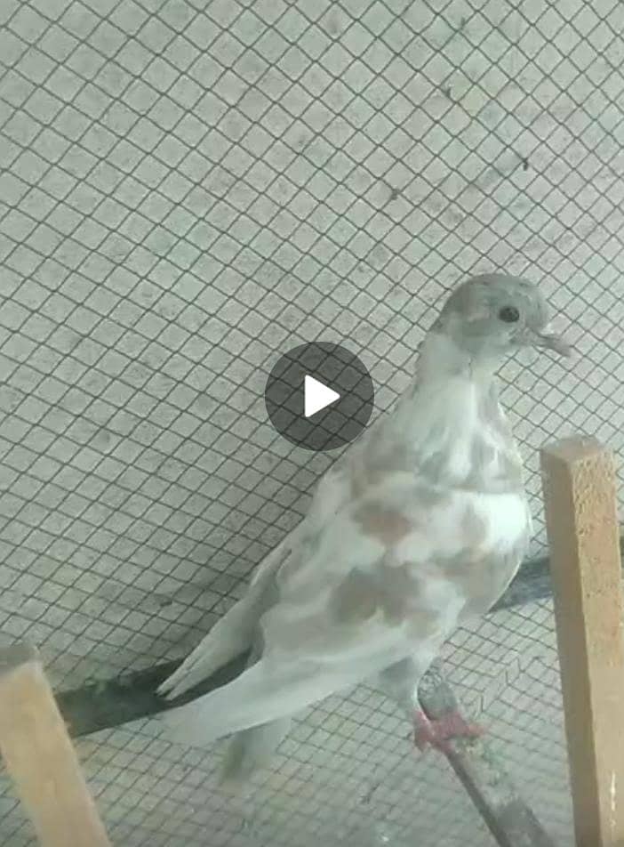 فینسی کبوتر برائے فروخت 6