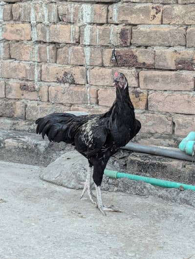 hen for sale