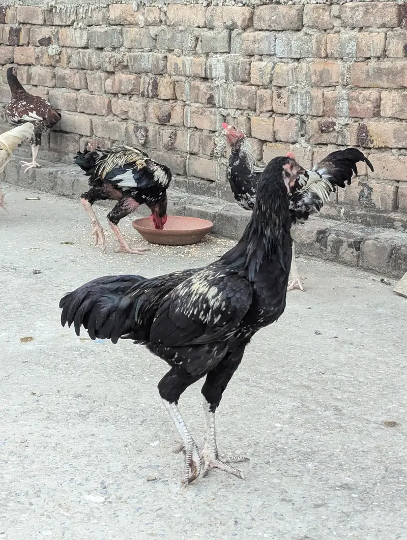 hen for sale — photo 2