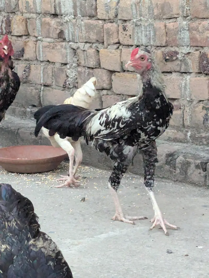 hen for sale — photo 3