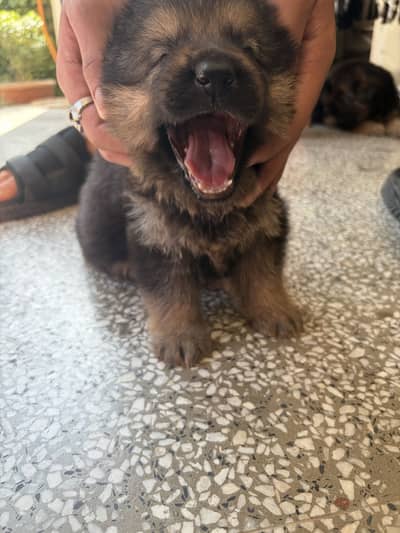 GSD Puppy Double Coat Heavy Bones