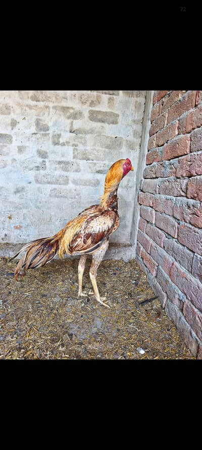 Aseel Murga for sell