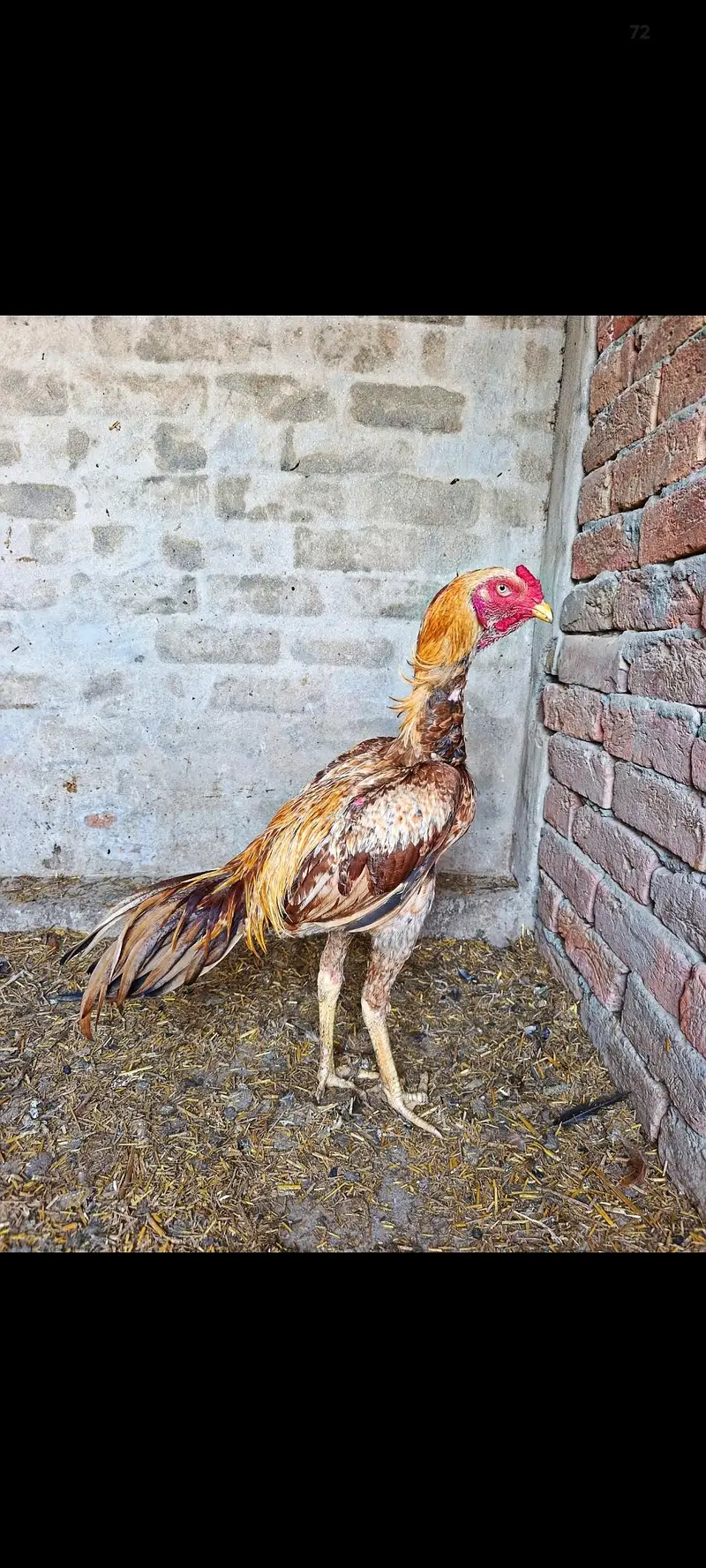 Aseel Murga for sell — photo 2