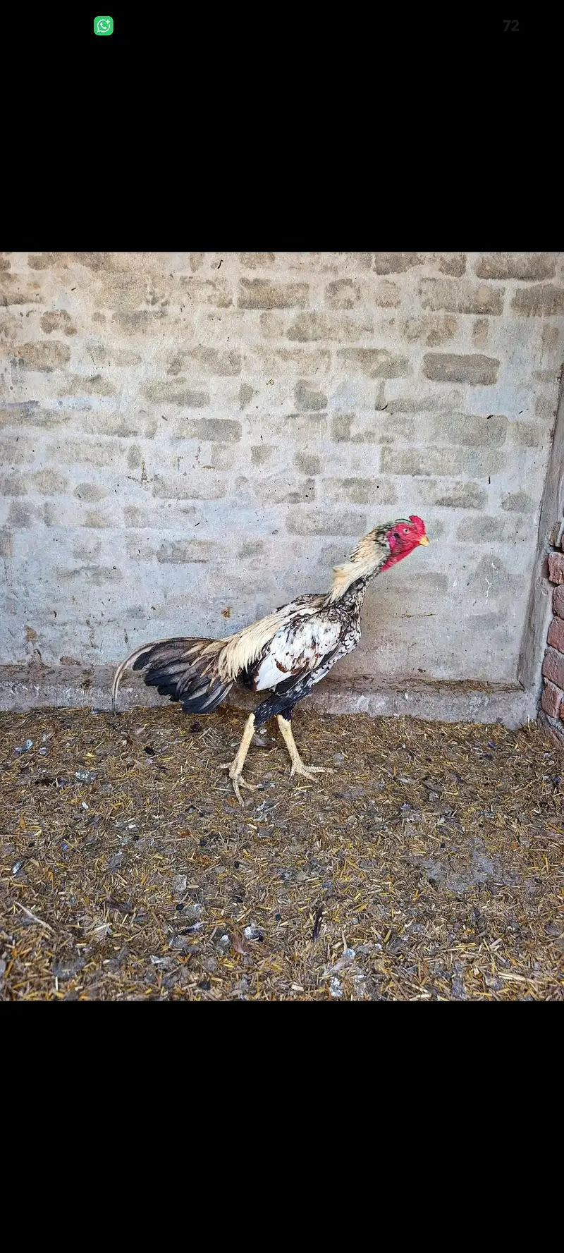 Aseel Murga for sell — photo 3
