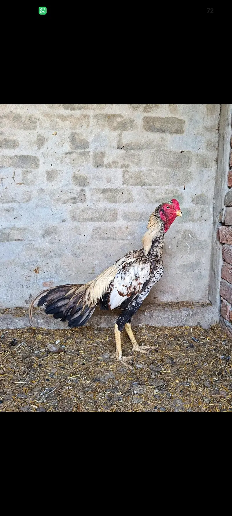 Aseel Murga for sell — photo 4