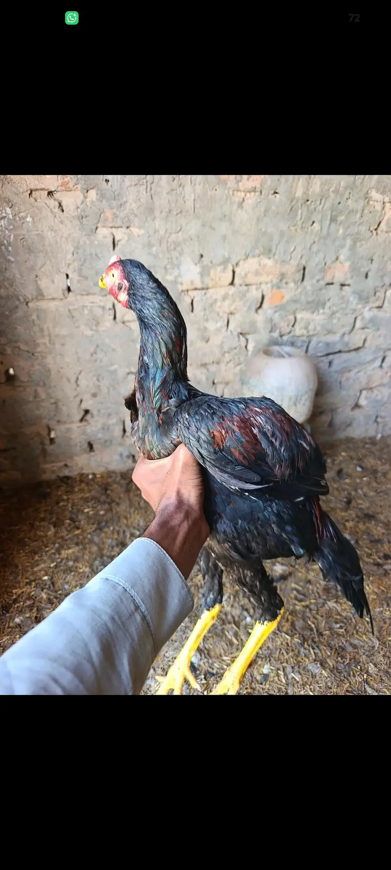 Aseel Murga for sell — photo 5