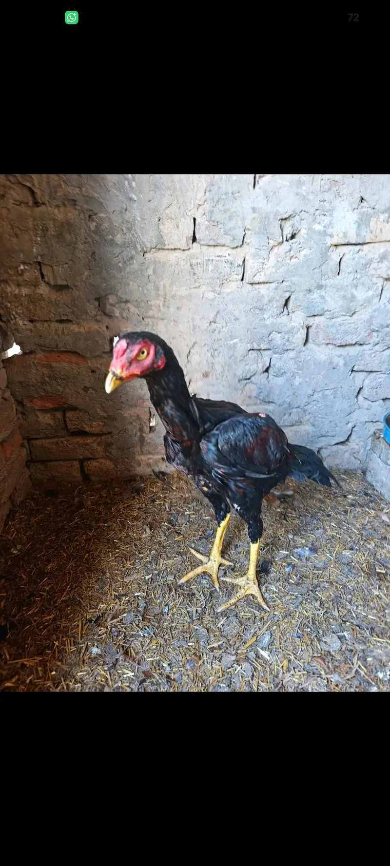 Aseel Murga for sell — photo 6