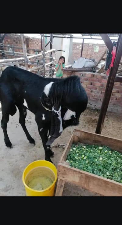 Fresh 4 daant beetal Breeder 03166513849