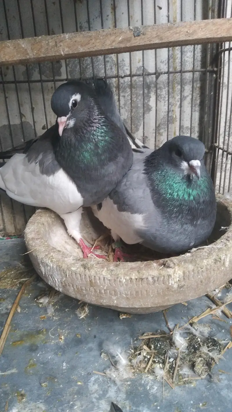 فینسی کبوتر برائے فروخت — photo 12