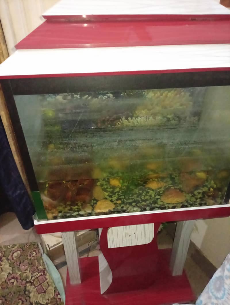 Aquarium 1