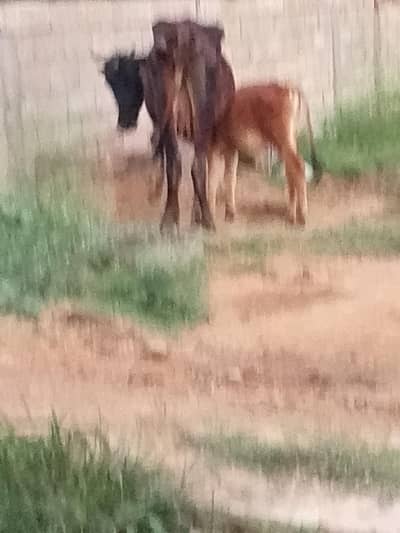 cow for sale