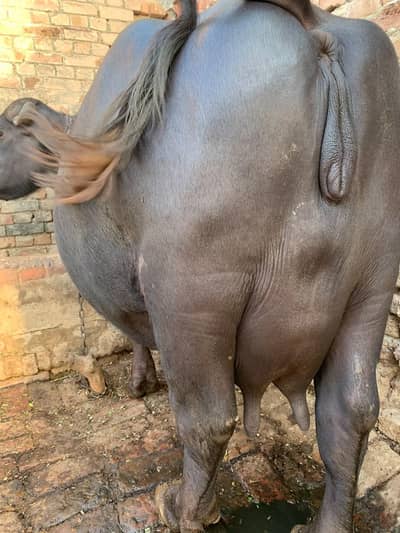 pure nili Ravi bhens for sale