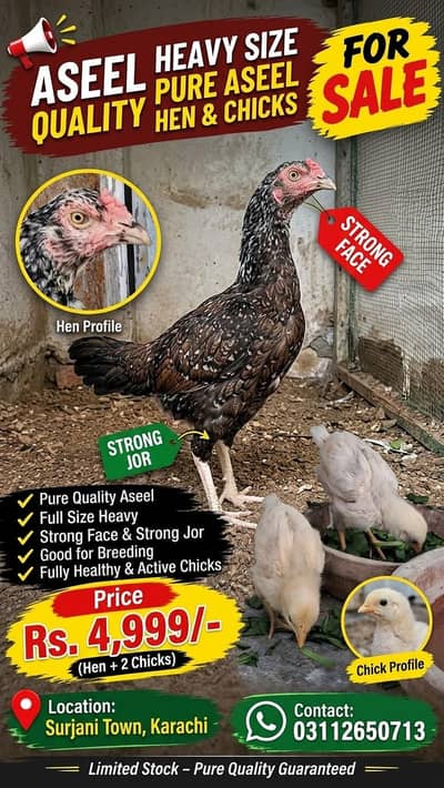 PURE ASEEL HEN WITH 2 ACTIVE CHICKS FOR SALE!