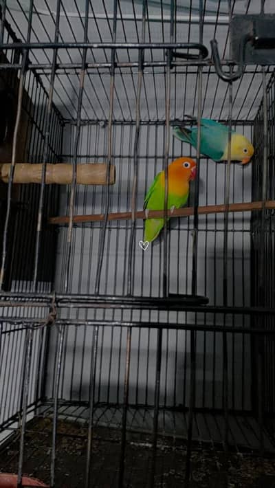 Lovebird urgent sale best quality pair