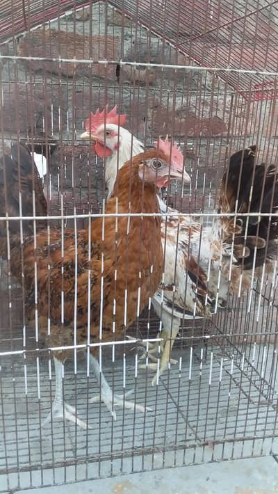 5 month pathi patha for sale