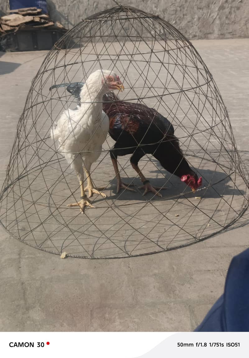 no idea 0