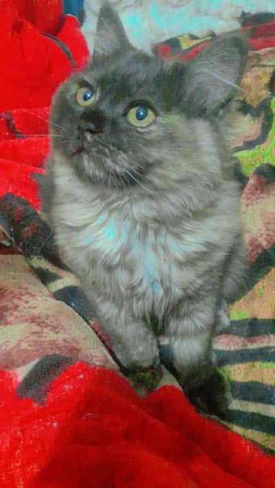 Pets_zone