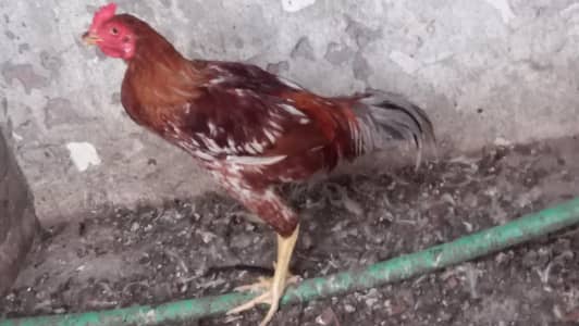 Aseel others for sale health and active nice hight